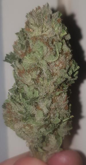 **BUBBLEGUM - (FREE ROYAL MAIL 1ST CLASS SHIPPING)**