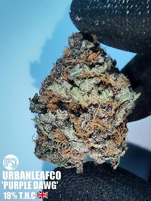 **PURPLE DAWG - (FREE RM 1ST CLASS)**