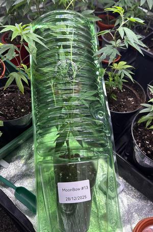 Mini Cannabis Plants. 🌱🍁 Rainbow Zangria