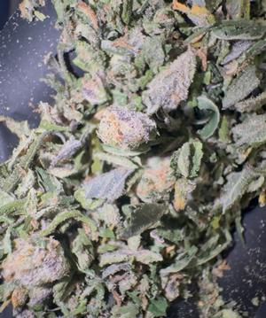 High Grade Skywalker OG Shake