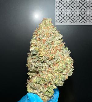 OZK - OG KUSH X ZKITTLEZ