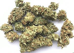 Lower Quality 'Mimosa'