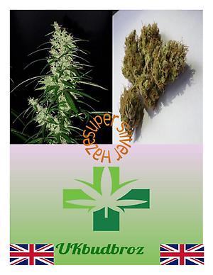 Super Silver Haze aka Amnesia Haze