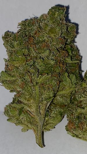 Blueberry **FREE SHIPPING**