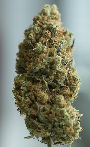 Blue Kush (Blueberry x OG Kush)