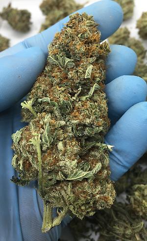 PLATINUM DAWG - SO MUCH TRICHOMES - HIGH THC!