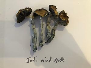 Jedi mind fuck magic mushrooms
