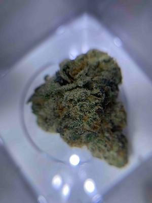 UK CALI GELATO 41 BIG BUDS A+++ 420 Special