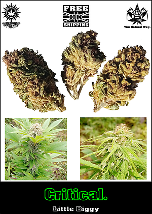 Critical: UK SunGrown Organic, Free UK Shipping.