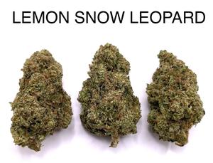 LEMON SNOW LEOPARD