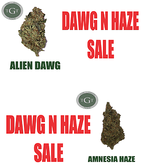 DAWG N HAZE SALE