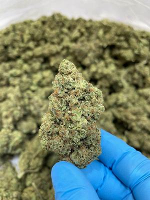 Oldskool Exodus Cheese *Free Shipping*