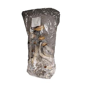 Robinson's hilltop Grow Shop } shrooms