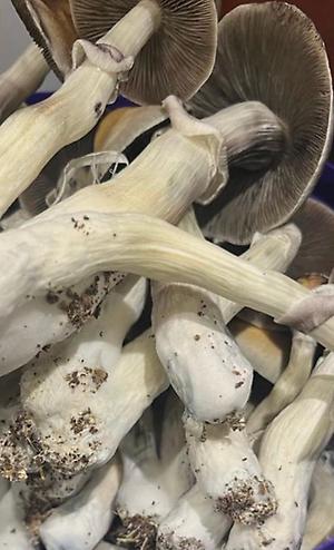Ecuadorian Cubensis Mushroom
