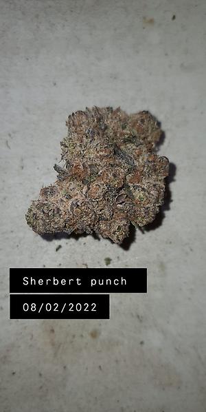 SHERBET PUNCH