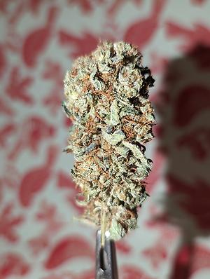 Santa's Stardawg 25% THC