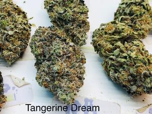 TANGERINE DREAM