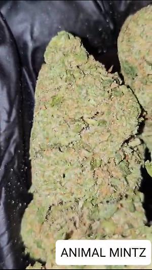 ANIMAL MINTZ