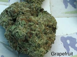 Grapefruit Mid Shelf Cali