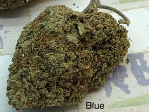 Blue Cheese A+