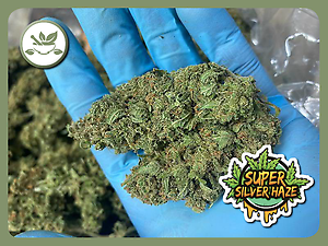 Seriously Dank Super Silver Haze - English Grown