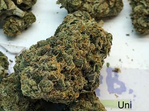 Blunicorn Free NDD Shipping