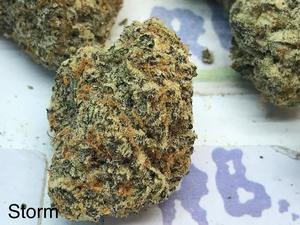 Tropical Storm Mid Shelf Cali