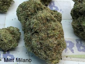 Mint Milano Mid Shelf Cali