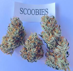 Barney's Farm DO-SI-DO - ORGANIC