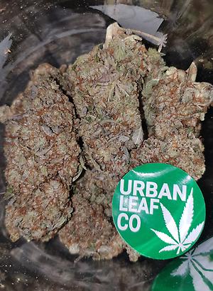 **GUAVA DAWG - (FREE  RM 1ST CLASS)**