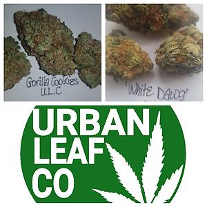 **2 STRAIN VARIETY PACK - (FREE RM 1ST CLASS)**