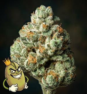 JUNGLE CAKE - JUNGLE BOYS GENETICS £140 OUNCES