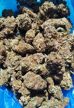 **PURPLE AMNESIA**