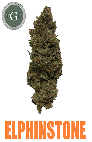 ELPHINSTONE *EXCLUSIVE*