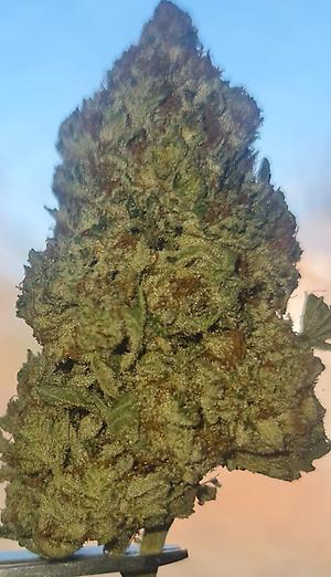 **WHITE DAWG - (FREE RM 1ST CLASS DISPATCH)**