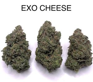 EXODUS CHEESE