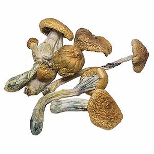 B+ cubensis Magic Mushrooms