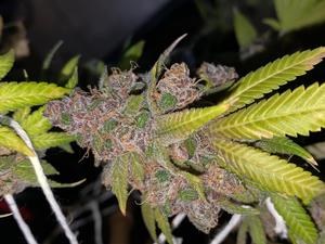 MoonBow. Clones/Cutting