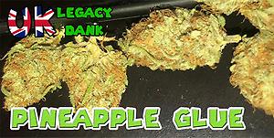 PINEAPPLE GLUE (Pineapple x Gorilla Glue)