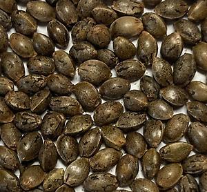 Robinson's hilltop Grow Shop }  Seeds