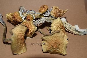 Golden Teachers - Magic Mushrooms