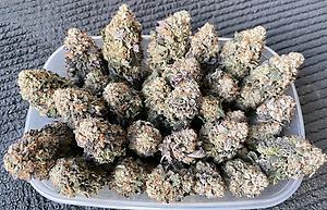 Glacier Glue UK Premium