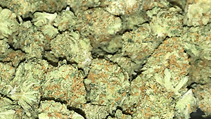 Old school ammy haze