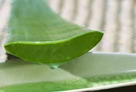 16 Fluid OZ cannabis shampoo