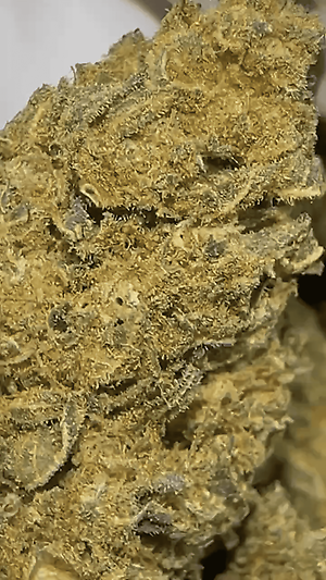 Best Cali Lows - Shipped From US