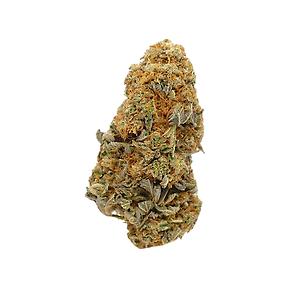 Divine Grade: Gorgeous Stardawg!