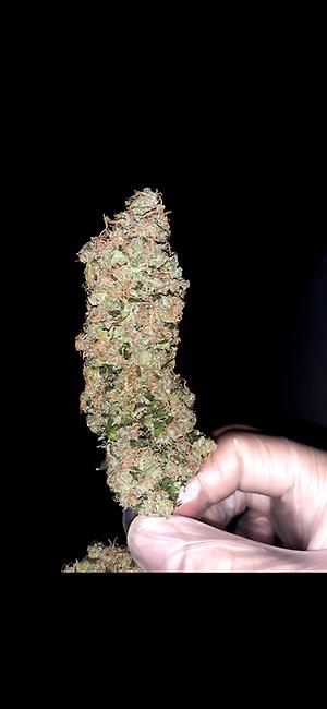 AMAZING HAZE by amsterdam genetics