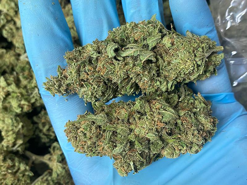 Seriously Dank Super Silver Haze - English Grown