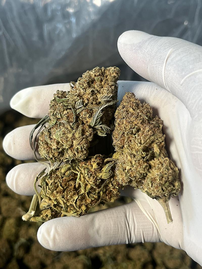 Rouge Strawberry 🍓 Punch 🥊