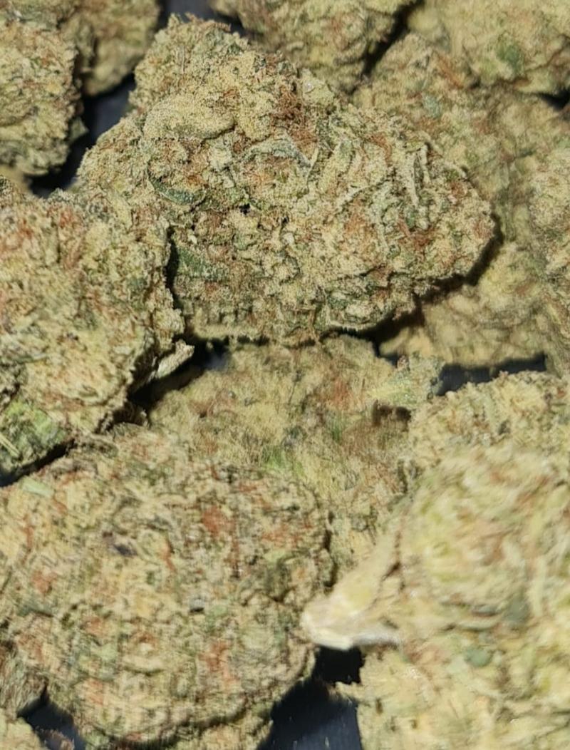 JOKERZ - INDICA - MIX & MATCH AVILABLE